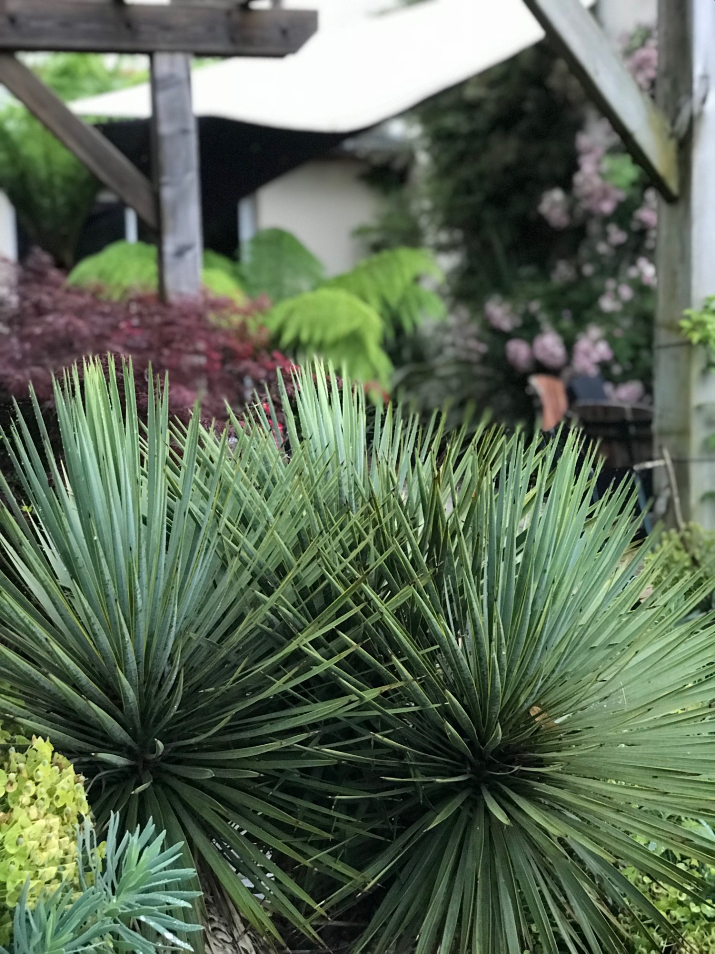 Yucca rostrata