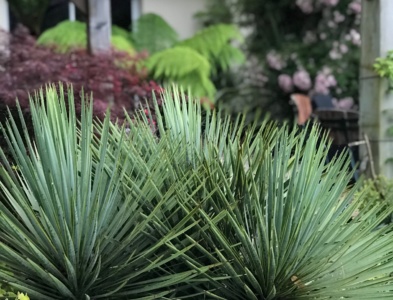 Yucca rostrata