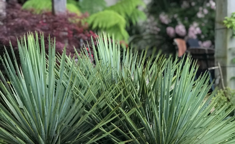 Yucca rostrata