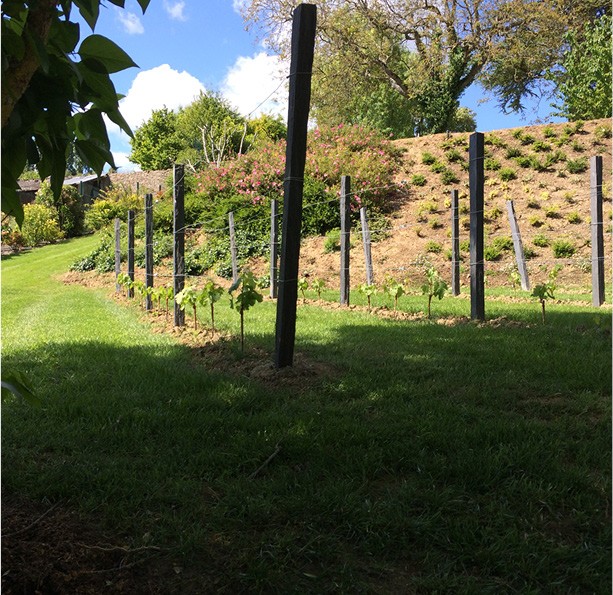 Plantation de vignes