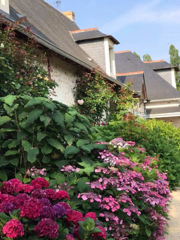 Massifs d'hortensias